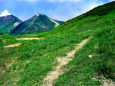 花咲く登山道