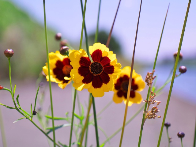 散歩道の花たち