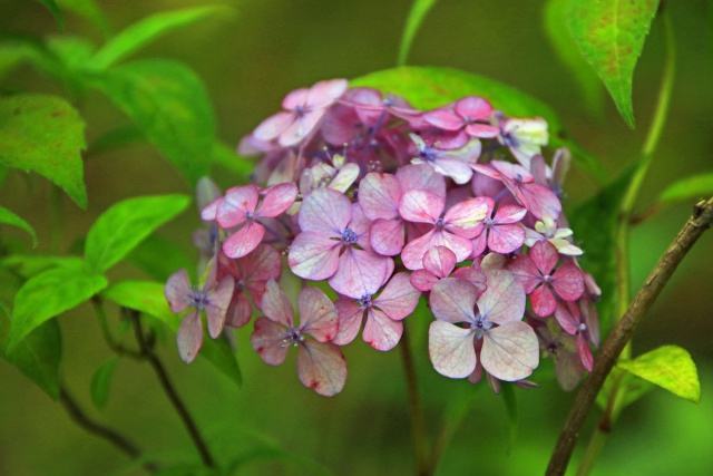 紫陽花「津江の小デマリ」