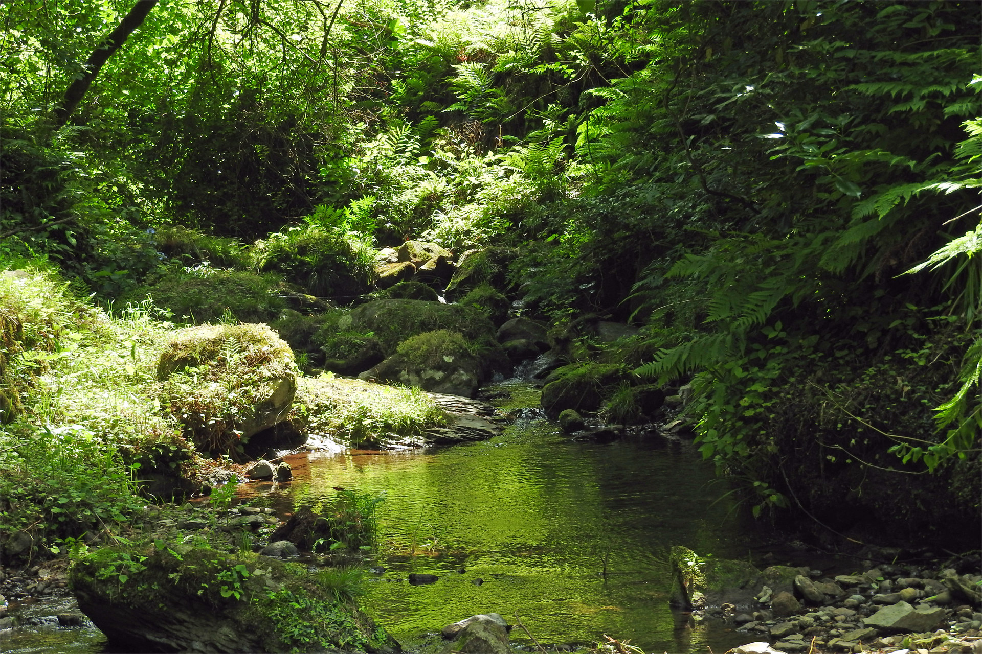 最高かつ最も包括的な渓流 壁紙 最高の花の画像