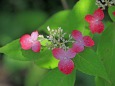 紫陽花「浜美人」