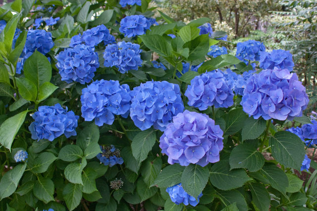 散歩道の花 1706-22-2