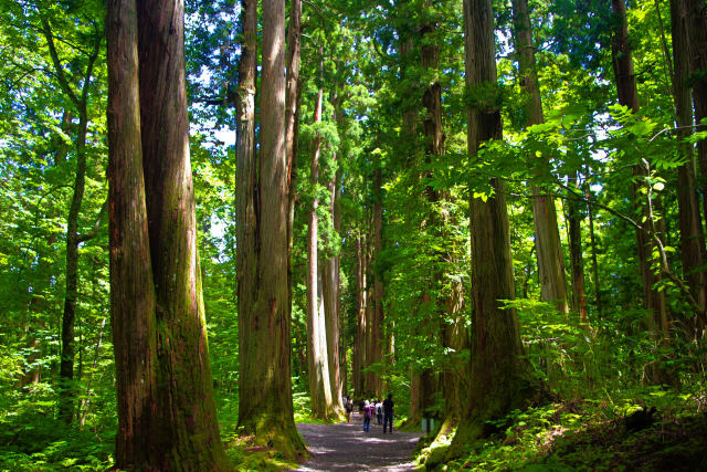 戸隠神社 奥社の杉並木