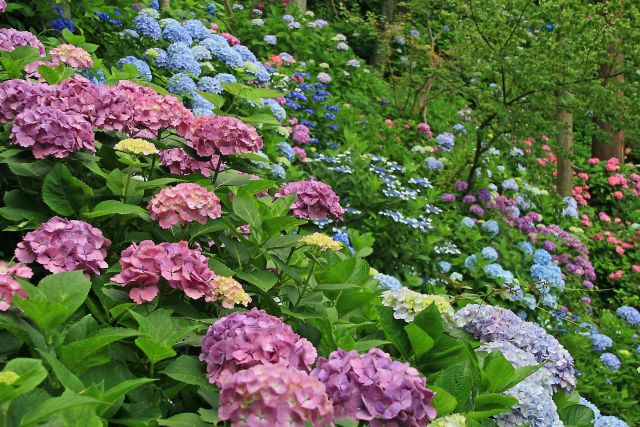 鎌倉 長谷寺の紫陽花