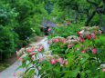 鎌倉 東慶寺の紫陽花