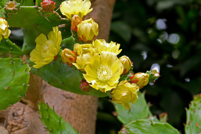 サボテンの花