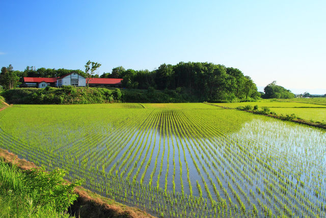 旧小学校と初夏の水田