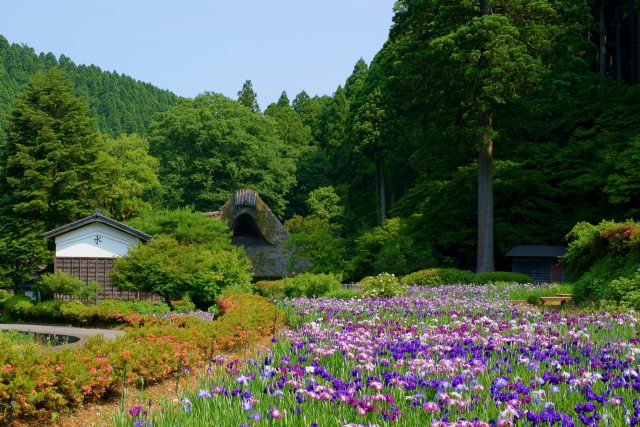 花菖蒲咲き乱れる千古の家