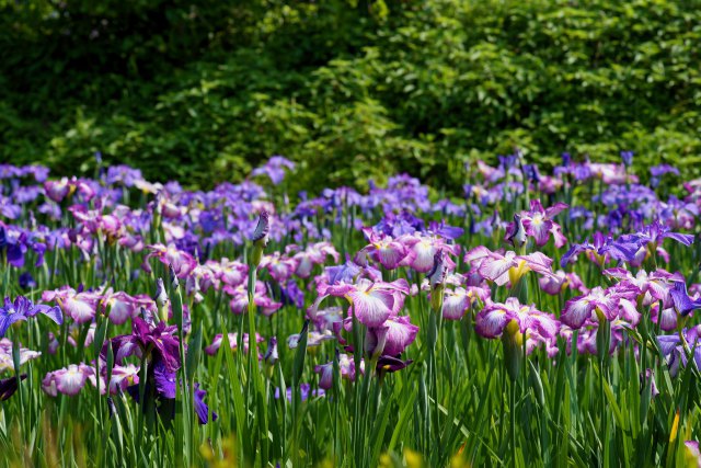 千古の家に咲く花菖蒲