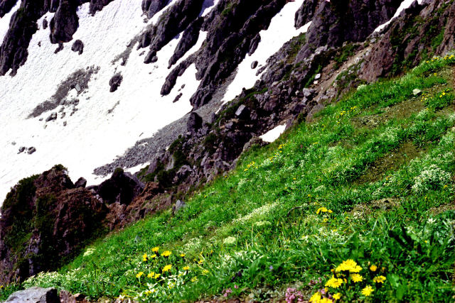 雪渓とお花畑