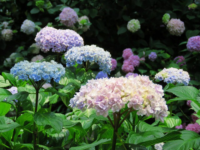 紫陽花・てまりてまり