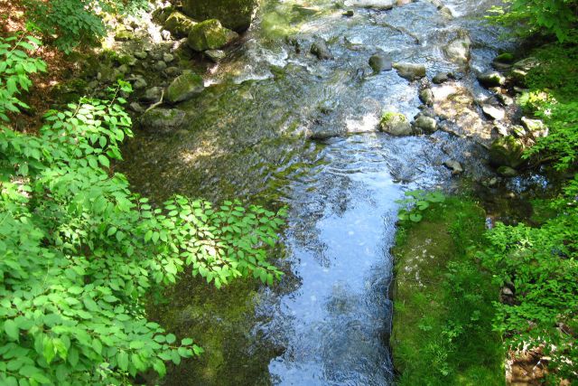 涼しいよ木漏れ日の清流