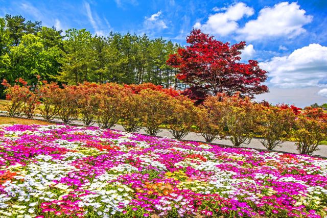 やなぎだ植物公園