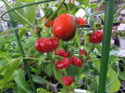 鉢植えの赤いピーマン