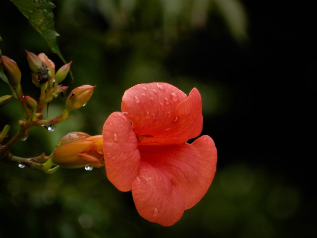 凌霄花