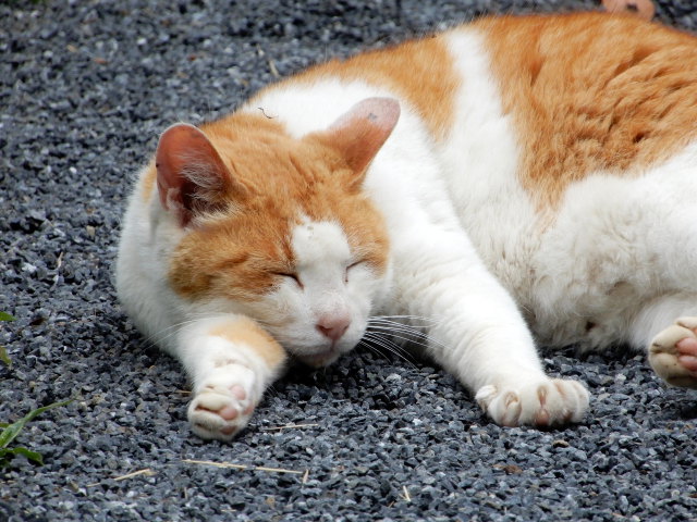 気持ち良さそうに眠る猫