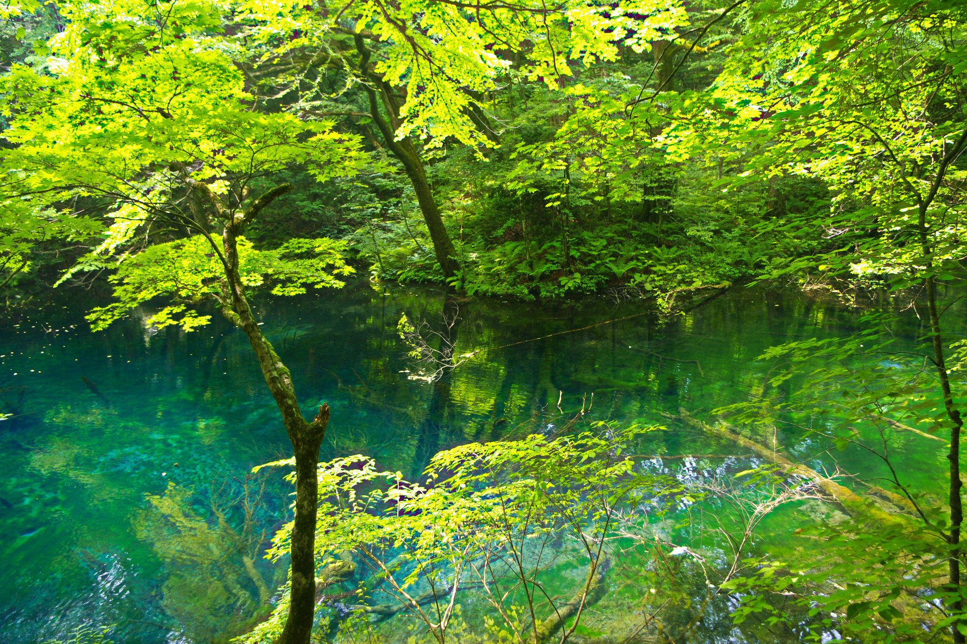 日本の風景 深緑の十二湖 沸壺の池 壁紙1920x1280 壁紙館
