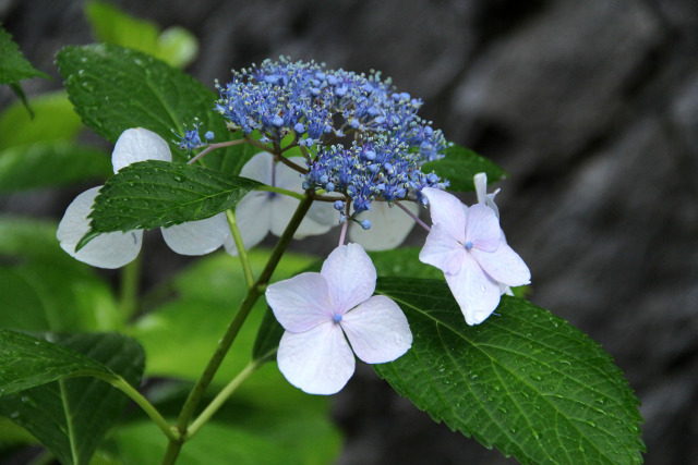 そこら辺の額紫陽花・#3