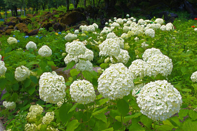 富士見高原の紫陽花