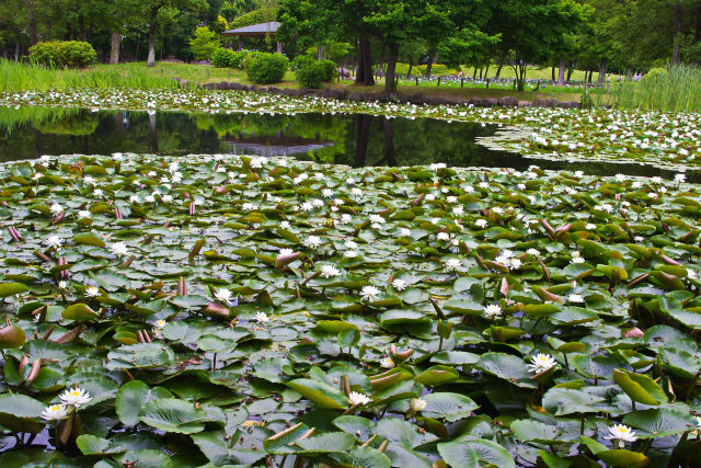 睡蓮の池