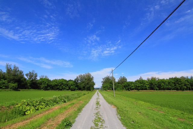 初夏の一本道～石狩