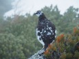 燕岳の雄雷鳥8