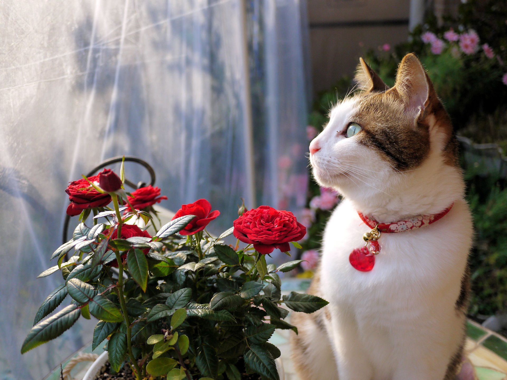 動物 猫 深紅の薔薇が咲きました 壁紙19x1440 壁紙館