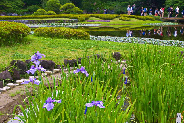 皇居 二の丸庭園の花菖蒲