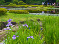 皇居 二の丸庭園の花菖蒲