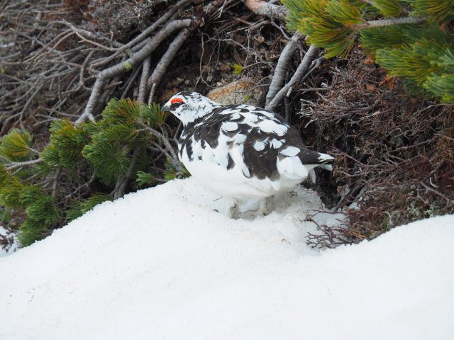 東天井岳手前の雄雷鳥2