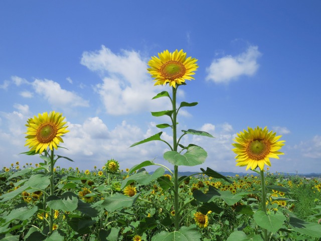 7月は向日葵