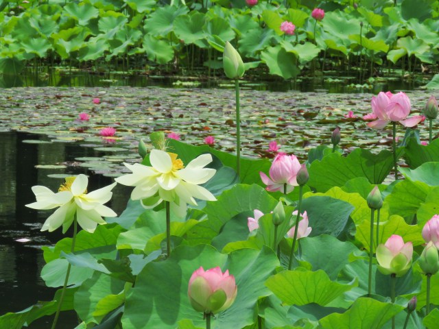 次々と咲いてきた蓮花