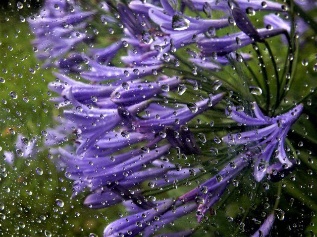 雨の日のアガパンサス