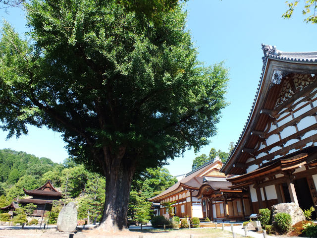 永保寺の大イチョウ