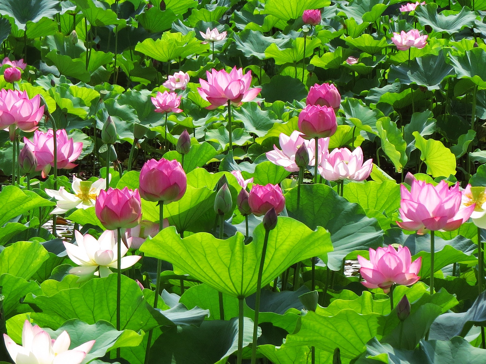 花 植物 早朝に華やかに咲いたハスの花 壁紙19x1440 壁紙館