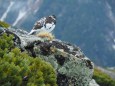 常念岳の雄雷鳥2