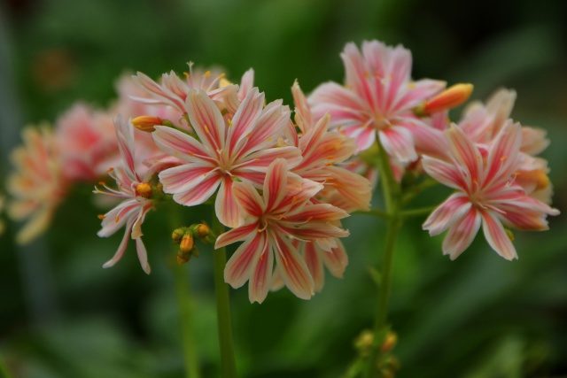 恋花火(レウイシア)