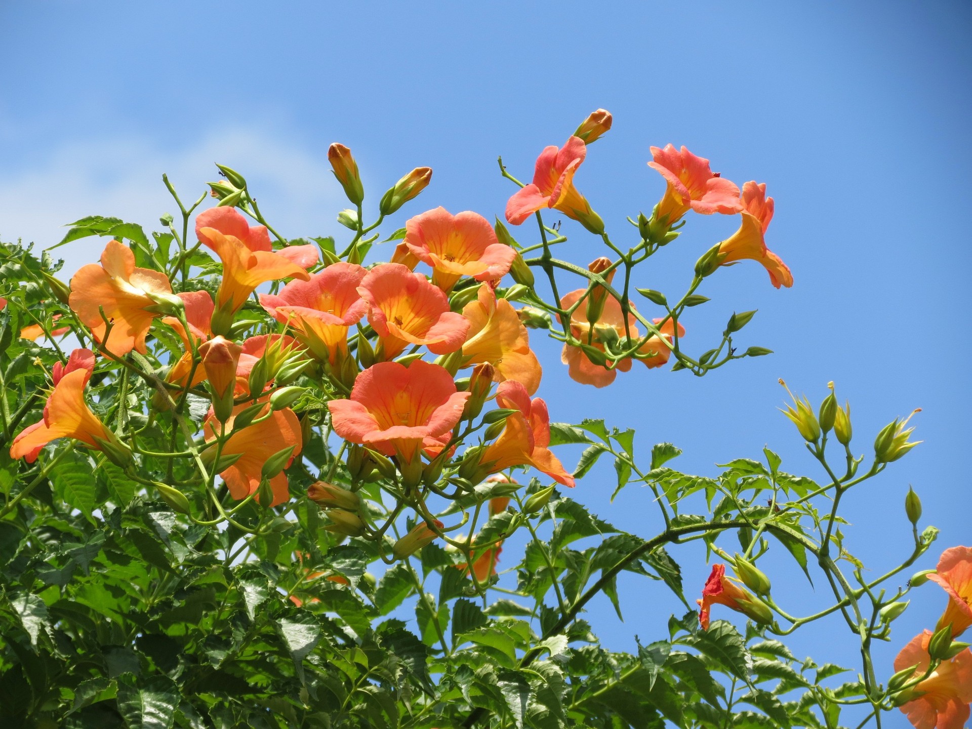 花 植物 夏空の凌霄花 ノウゼンカズラ 壁紙19x1440 壁紙館