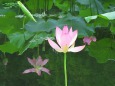 ハス池に映る蓮の花