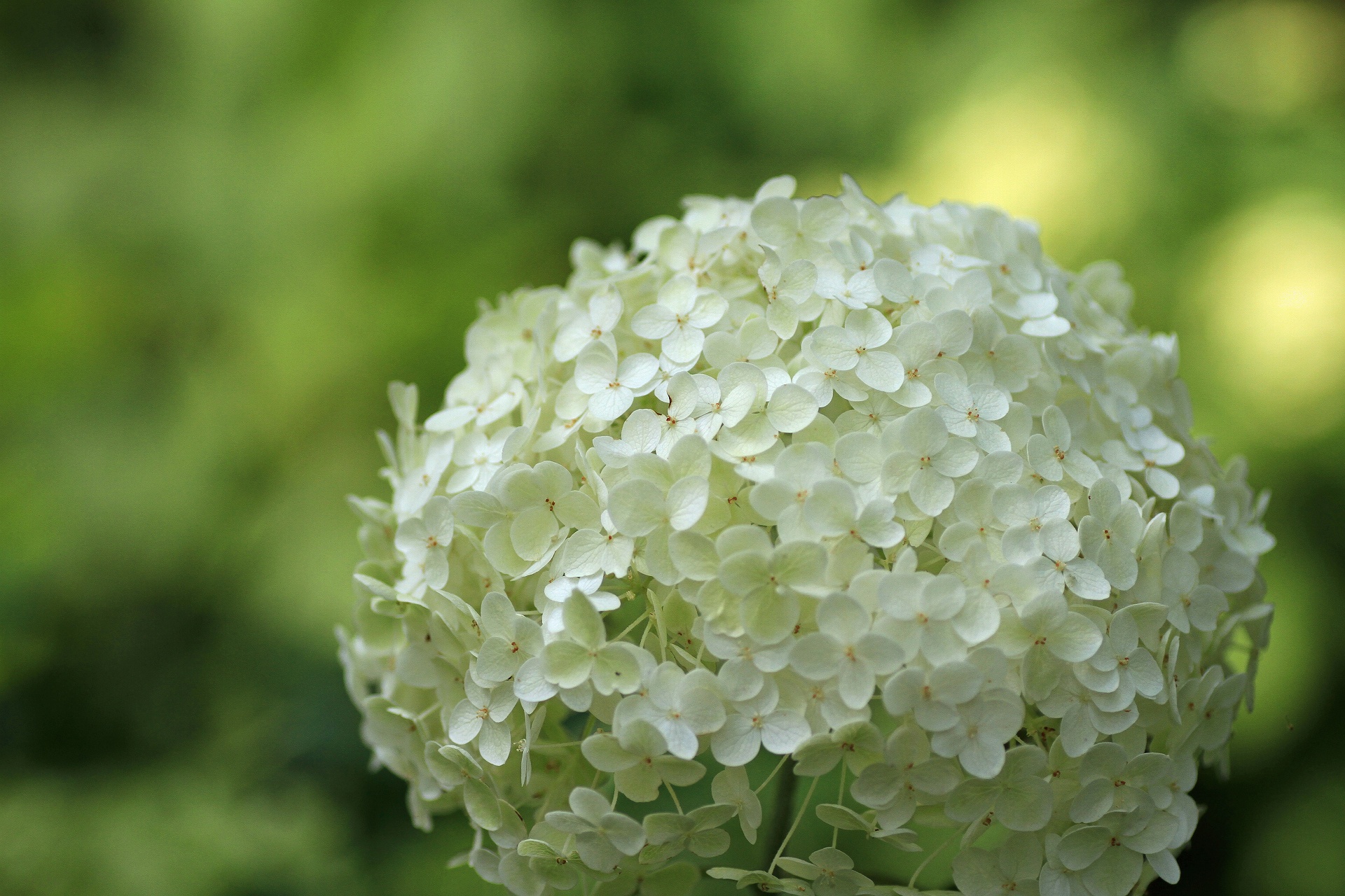 花 植物 紫陽花アナベル 壁紙19x1280 壁紙館