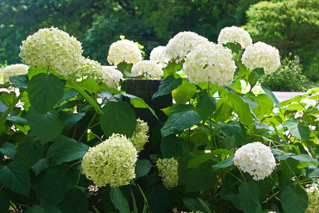 武蔵丘陵森林公園の紫陽花