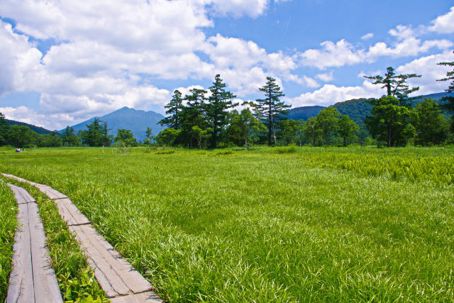 尾瀬 緑の湿原