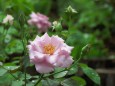 梅雨の薔薇・ペーパームーン