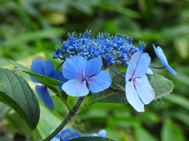 爽やかなブルーの紫陽花