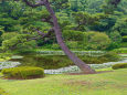 皇居 東御苑の二の丸庭園