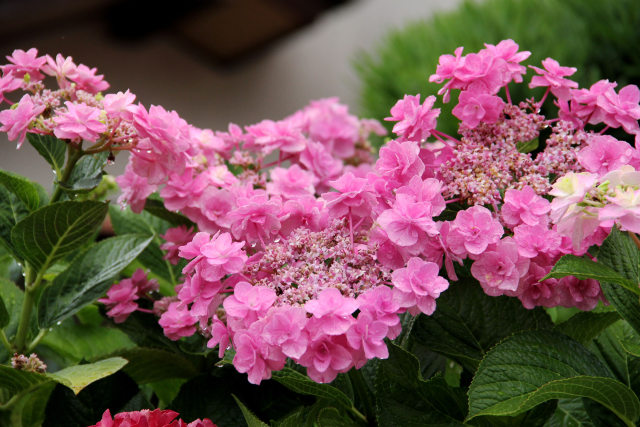 梅雨に咲く・額紫陽花