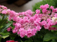 梅雨に咲く・額紫陽花