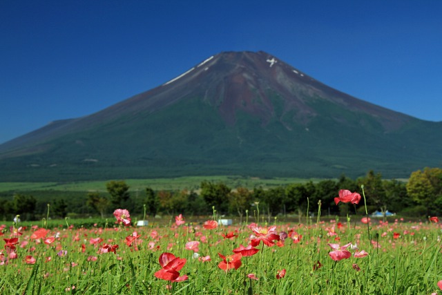 花の都公園からの富士山