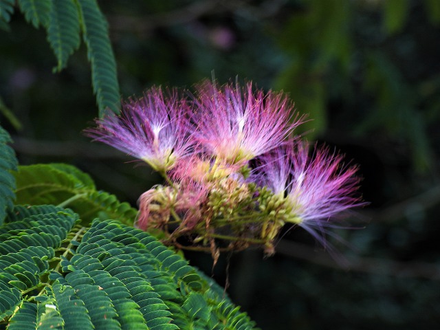 ネムノキの花