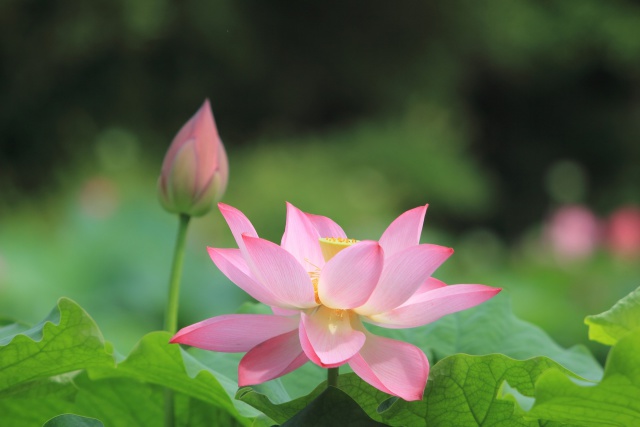 公園のハスの花